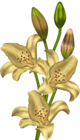 Yellow Lilium Clipart