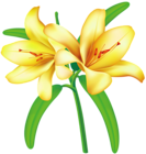 Yellow Lilium PNG Clipart Picture