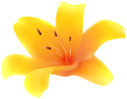 Yellow Lily Flower PNG Transparent Clipart
