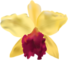 Yellow Orchid PNG Clip Art Image
