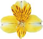 Yellow Orchid PNG Clipart