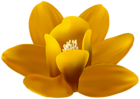 Yellow Orchid PNG Transparent Clipart
