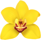Yellow Orchid Transparent Clip Art Image