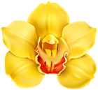Yellow Orchid Transparent PNG Clip Art