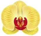 Yellow Orchid Transparent PNG Clip Art Image