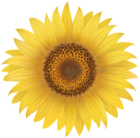 Yellow Sunflower PNG Clip Art Image