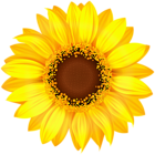 Yellow Sunflower PNG Clipart