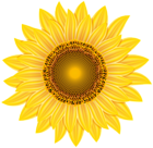 Yellow Sunflower Transparent PNG Clip Art Image