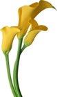 Yellow Transparent Calla Lilies Flowers Clipart