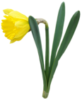 Yellow Transparent Daffodil Flower PNG Clipart