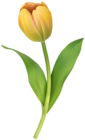 Yellow Tulip Clipart Image