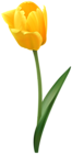 Yellow Tulip Flower Transparent Image
