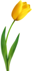 Yellow Tulip Transparent Clip Art Image