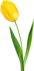 Yellow Tulip Transparent Clip Art PNG Image