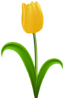 Yellow Tulip Transparent PNG Clip Art