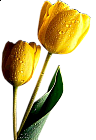Yellow Tulips Clipart