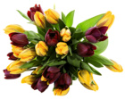 Yellow and Red Tulips Transparent PNG Picture