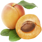 Apricot PNG Clipart Picture