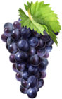 Black Grapes PNG Clip Art Image