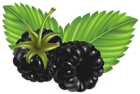 Blackberries PNG Vector Clipart Image