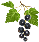 Blackcurrant PNG Vector Clipart Image