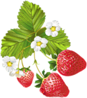 Blooming Strawberries PNG Clip Art Image