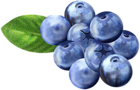 Blueberries PNG Clip Art Image