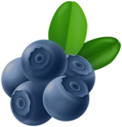 Blueberries PNG Clipart