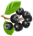 Blueberries PNG Clipart Image