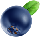 Blueberry PNG Clip Art Image