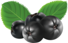 Blueberry PNG Clipart Picture
