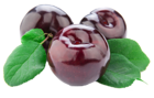 Cherries PNG Clipart Picture