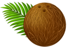 Coconut Transparent PNG Clip Art Image