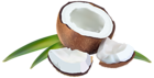 Coconut with Leaves PNG Clipart Image