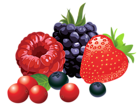 Forest Fruits PNG Vector Clipart Image