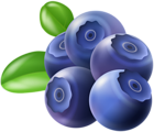 Fresh Blueberries PNG Clipart