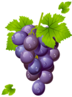 Grape with Leaves PNG Clipart Picture