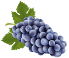 Grapes Free PNG Clip Art Image