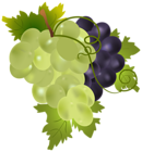 Grapes PNG Clip Art Image