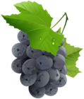 Grapes Transparent PNG Clip Art Image