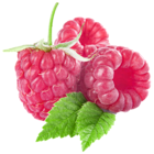 Large Raspberries PNG Clipart