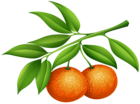 Mandarins PNG Clipart