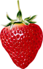 Natural Strawberry Clipart