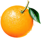 Orange Clipart Picture