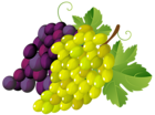 Painted Grapes PNG Clipart