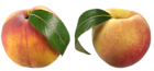 Peaches PNG Clipart Picture