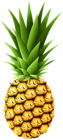 Pineapple Transparent PNG Clip Art Image