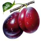 Prunes Clipart Picture