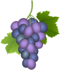 Purple Grape PNG Clip Art Image