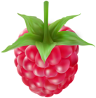 Raspberries Clipart Image